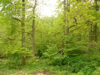 Blick in die Nordwestecke des Gartens