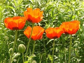 Mohnblüte im Garten