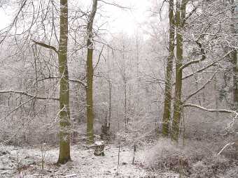 Garten im Winter - Haus Giraffe